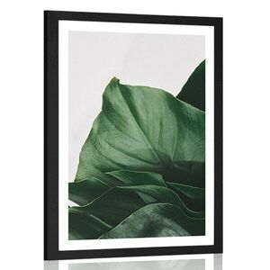 Poszter paszpartuval: elbűvölő monstera levél. kép