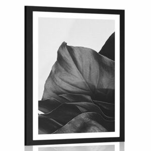 Poszter paszpartuval - Bűbájos Monstera Levél fekete-fehér kivitelben. kép