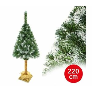 Karácsonyfa törzsével 220 cm fenyő kép