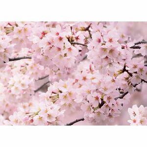Fotó tapéta Sakura 180 x 127 cm, 1 rész kép