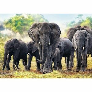 Trefl Afrikai elefántok puzzle, 1000 db kép