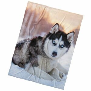 BedTex Mikropoliész takaró Szibériai husky, 150 x200 cm kép