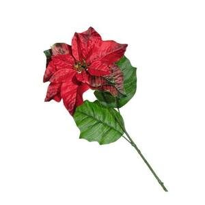 LEONARDO CALDO mikulásvirág 70cm, piros kép