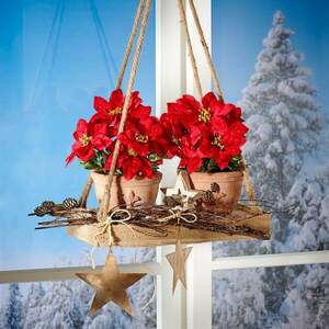 1 szál mikulásvirág kép