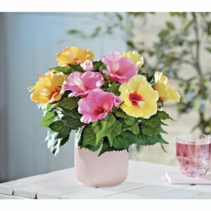 3 csokor hibiszkusz kép