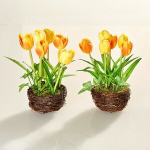 Tulipánfészek kép