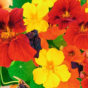 Orvosi vízitorma kép