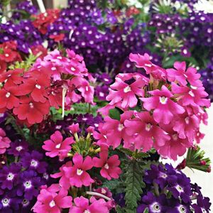 Verbéna színkeverék kép