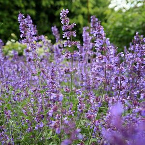 Ámbrafű (Macskafű) kép