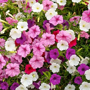 Petúnia kép