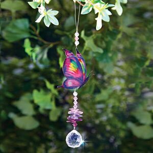 Napfogó pillangó kép