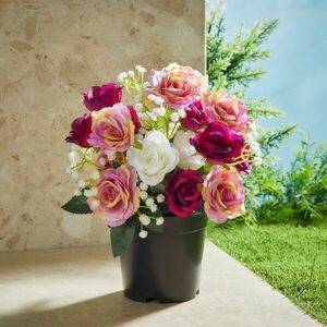 Sírrózsa cserépben kép