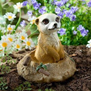 Surikata a vakondtúrában kép