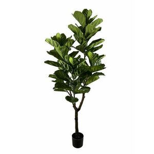 FICUS LYRATA zöld művirág kép