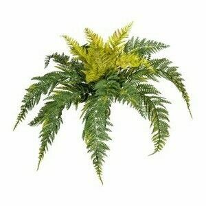 Művirág Bostoni páfrány, zöld kép