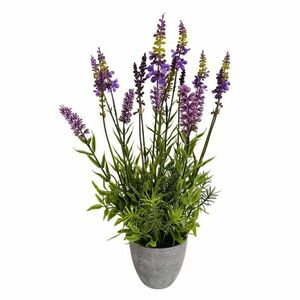 Műlevendula cserépben, 43 cm kép