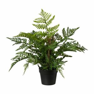 Mű páfrány, 35 cm kép