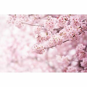 Sakura XXL fotó háttérkép 360 x 254 cm, 4 rész kép