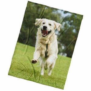 BedTex Mikroplyš takaró Golden Retriever, 150 x200 cm kép