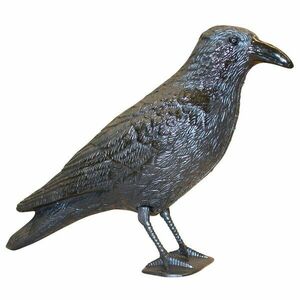 Galambriasztó varjú kép