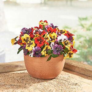 3 csokor cserépben Árvácskák kép