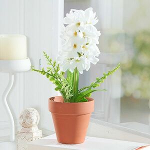 Jácint cserépben kép