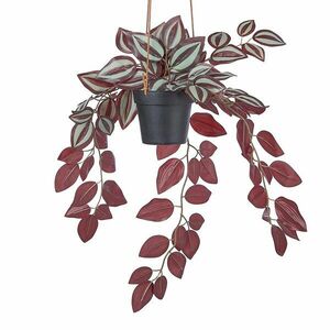 FLORISTA műnövény, zebrapletyka kép