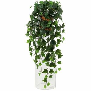 Lógó borostyán növény 91795 kép