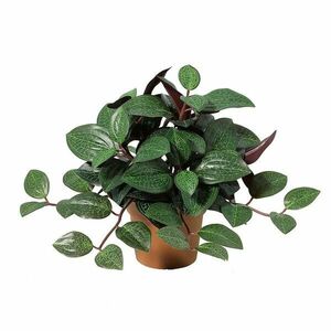 Művirág cserépben – levelek 91225 kép