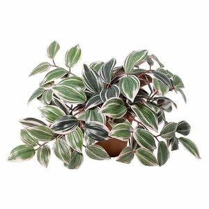 Művirág cserépben – levelek 91342 kép