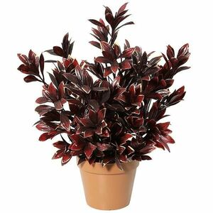 Művirág cserépben – mennyei bambusz 91204 kép