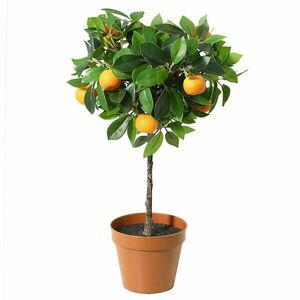 Művirág cserépben – narancssárga 91121 kép