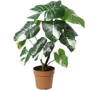 Művirág cserépben – Alocazia 91255 kép