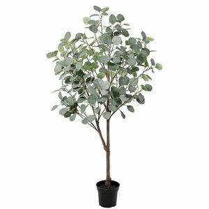 Művirág cserépben – Eukaliptus 92125 kép