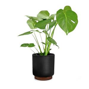 Fox & Fern Enspijk, virágcserepek, diófa, Polystone, kézzel készített, 2 méretben kép