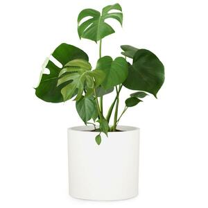 Fox & Fern Venlo, virágcserép, Polystone, beltér és kültér, 3 méret kép