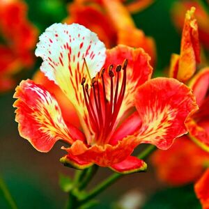 Tűzvirágfa (Delonix regia) kép