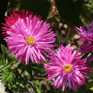 Telt virágú rézvirág kép