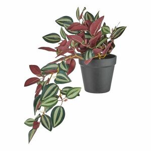 FLORISTA cserepes törpebors 44 cm kép