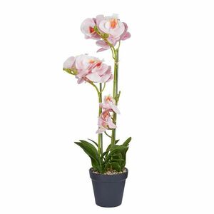 FLORISTA cserepes orchidea 51 cm , sárgabarack szín kép