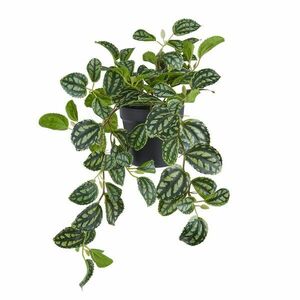 FLORISTA cserepes pilea 44 cm kép