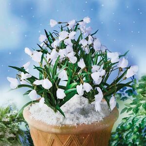 3 hóvirágcsokor kép