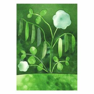 Poszter 50x70 cm Peas in Bloom – Anna Ravn Bjørn – The Poster Club kép