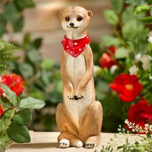 Szurikáta mozgásérzékelő kép