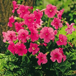 Incarvillea - kéttüskés kép
