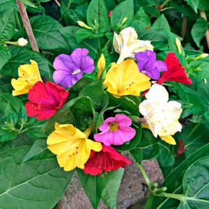 Mirabilis Jalapa Csodanövény 3 gumó kép
