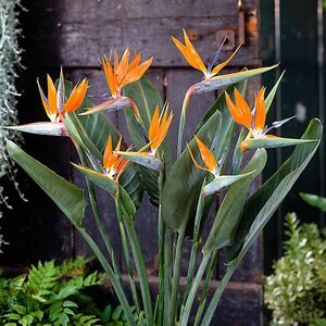 Strelitzia kép