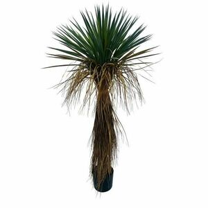 YUCCA sárga műanyag művirág kép