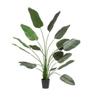strelitzia kép