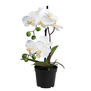 FLORISTA cserepes orchidea, 35 cm kép